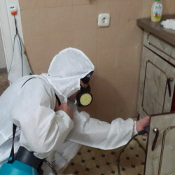 Дезинфекция от муравьев в квартире в Саяногорске